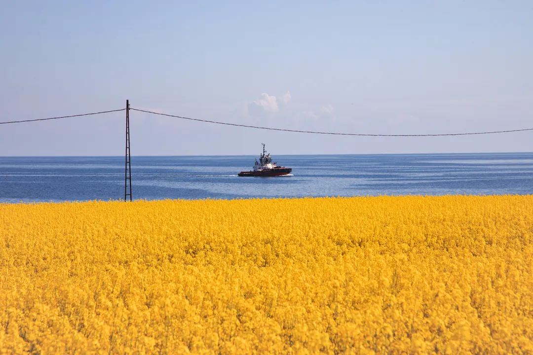 Ein blühendes Rapsfeld vor dem Meer, auf dem Wasser ein Schiff.
